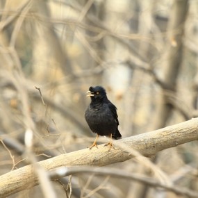 兴庆公园 鸟语林