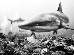 Anuar Patjane Floriuk 水下摄影作品