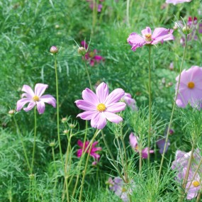 烈日炎炎游世园