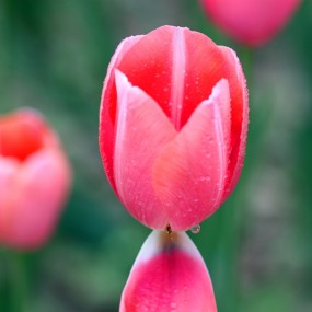 兴庆宫郁金香和牡丹，以及人啊狗的