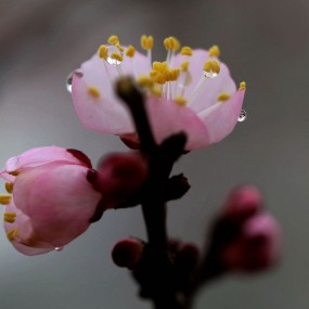清明时节拍杏花