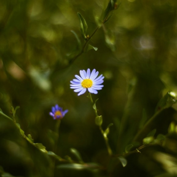 路边小花