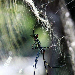2010.10.3植物园随拍