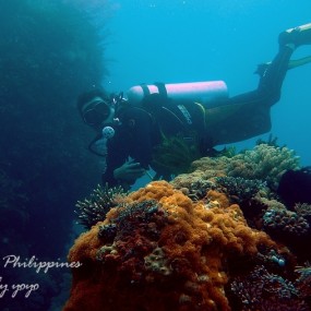 《欢乐鸡血潜，惊喜在PG》 —— 菲律宾海豚湾潜水记
