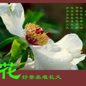 花好景美难长久