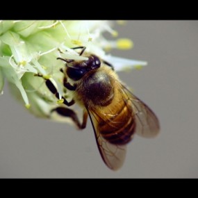 勤劳者_勤劳者_航海王基德