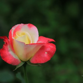 发上一组玫瑰花