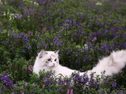 网友趁天气好的时候，带家里布偶猫出去拍照，简直美爆了让人...