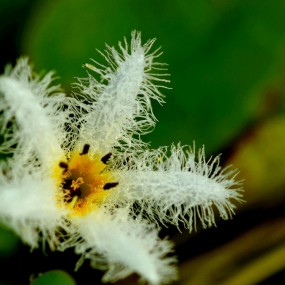 纯洁清新----金银莲花