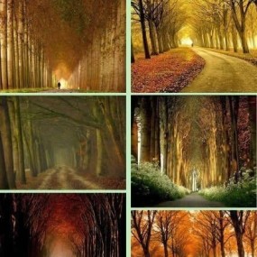 这么美的路，你们曾走过吗？！