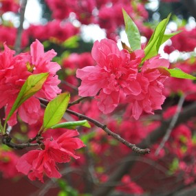 不同的花  不同的美