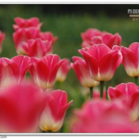 郁金花开百枝香·第二篇