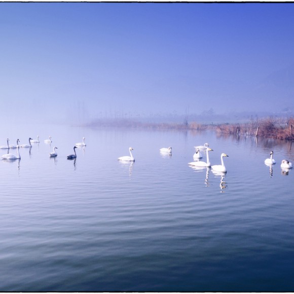 平陆天鹅 - 安静篇