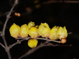 寒冬已去  新春已来