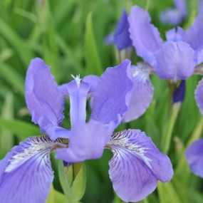 发旧图迎新"春"