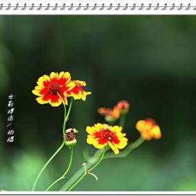 湿地采花分外香