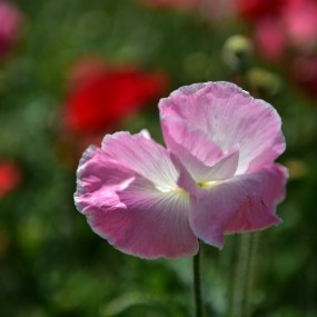 大明宫里的虞美人