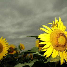 今天又去拍了一趟向日葵