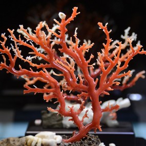 台湾美丽珍奇的珊瑚