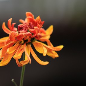 2013精品菊花欣赏7