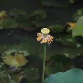 一片荷叶不遮目