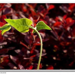 万红从中一点绿