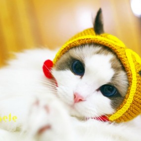 喵星人一_航海王基德