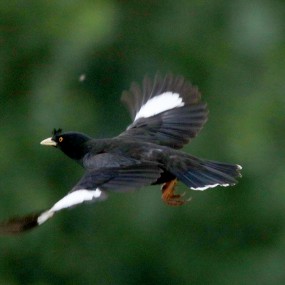 八哥的绅士风度