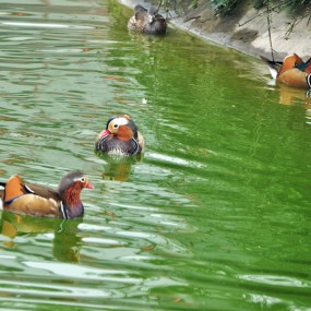 实拍曲江池里的鸟儿们