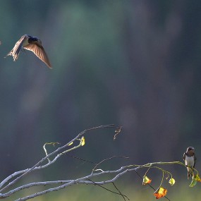 燕舞---岩沙燕的空中之舞