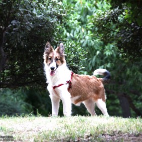 旺旺旺 - 环城公园的那条狗