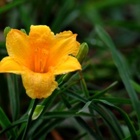 世园会小花一组