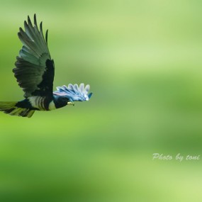 黑冠鵑隼-航海王基德