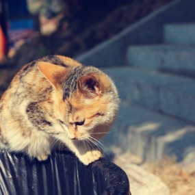 《垃圾桶上的猫》—摄于河源万绿湖镜花缘