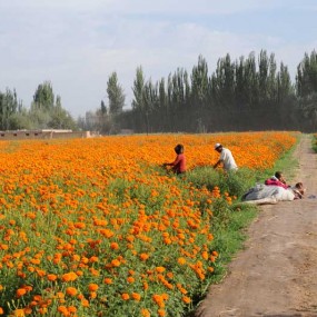 喀之旅----花海   田间地头