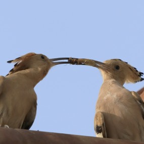 戴胜鸟的幸福生活