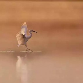 令你过目难忘的生态摄影作品！