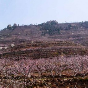 崮乡桃花景色美