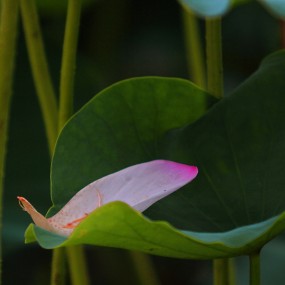 丰庆公园再赏荷