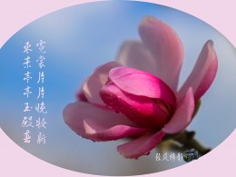 诗情花意