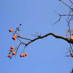 柿柿(事事)如意