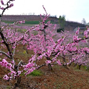 户县东岭桃花园