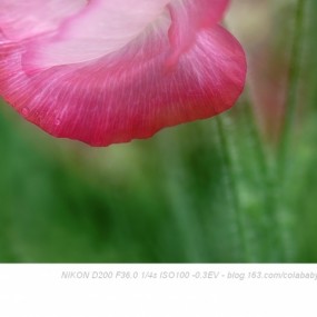 起舞弄影美人若