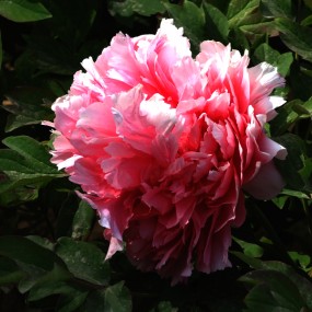 拍于兴庆公园的牡丹