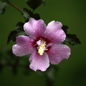 今日大雨下的木槿花（实在没地方去了，就在操场吧）