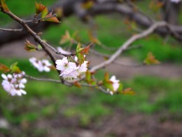 人像鲜花一起拍！