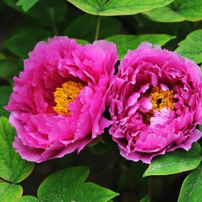 国花——牡丹（二）