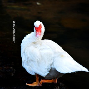 元旦遇到鸭子模特