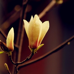 玉兰花开