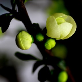 你见过绿海棠吗？